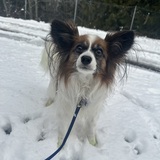Entry image for Sadie