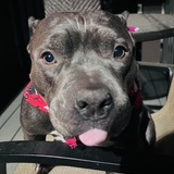 Entry image for Auggie