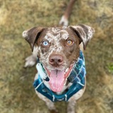 Entry image for Willow