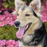 Entry image for Holly