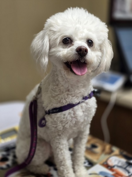 Entry image for Dior Marguerite . Clicking this image will show a larger photo