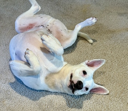 Entry image for Dexter. Clicking this image will show a larger photo