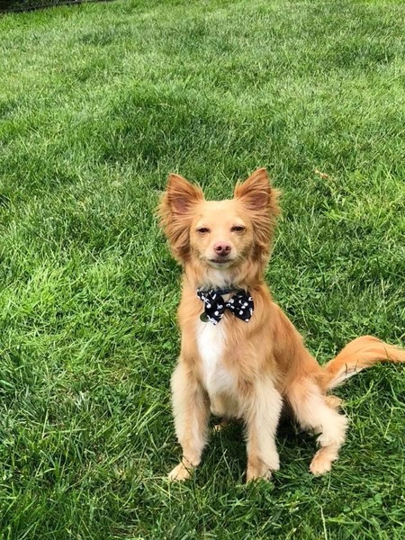 Entry image for Thor. Clicking this image will show a larger photo