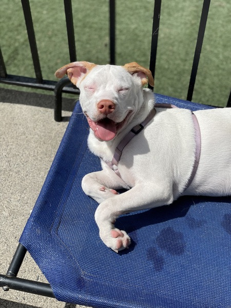 Entry image for Coconut . Clicking this image will show a larger photo