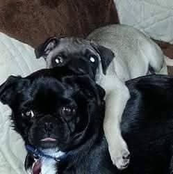 Entry image for Daisy & Smitty. Clicking this image will show a larger photo