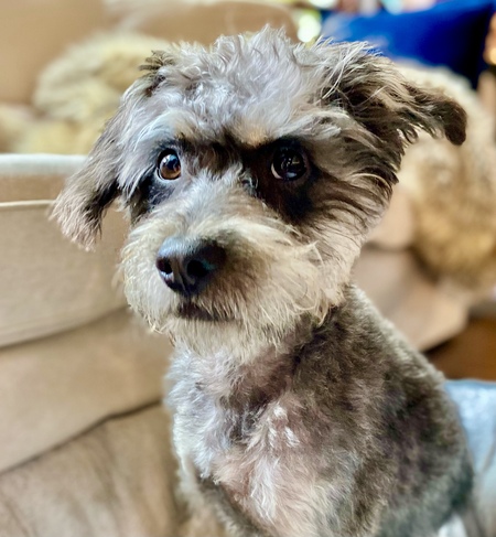 Entry image for Chewy Louie. Clicking this image will show a larger photo