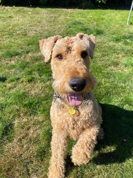 Entry image for Woody. Clicking this image will show a larger photo