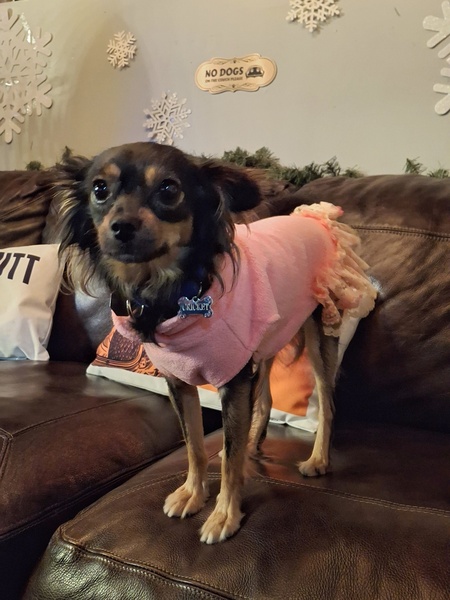 Entry image for Cricket. Clicking this image will show a larger photo