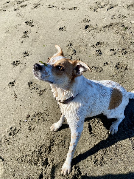 Entry image for Chilli. Clicking this image will show a larger photo