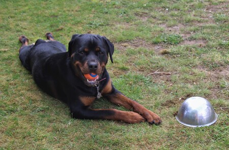 Entry image for Tilli. Clicking this image will show a larger photo