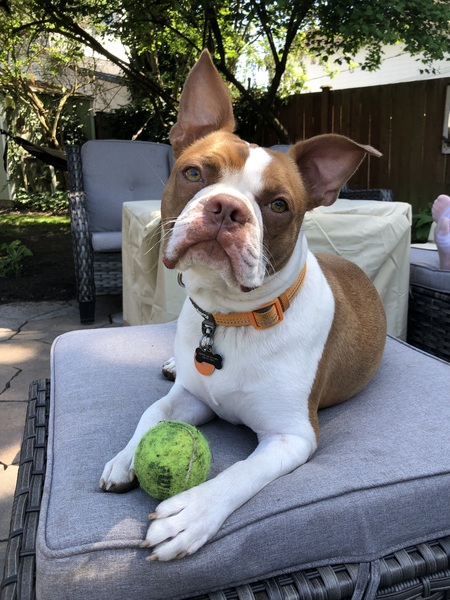 Entry image for Herbert. Clicking this image will show a larger photo