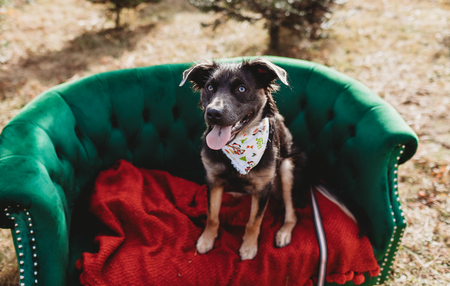 Entry image for Athena. Clicking this image will show a larger photo