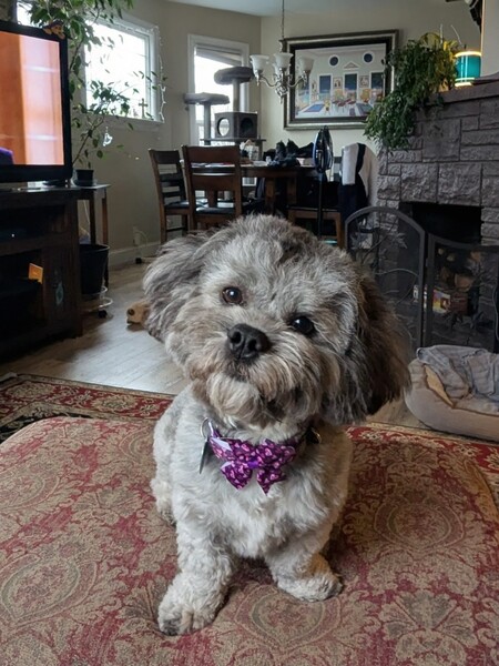 Entry image for Barron the Mighty . Clicking this image will show a larger photo