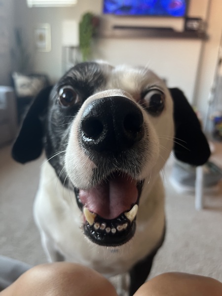 Entry image for Charlie . Clicking this image will show a larger photo