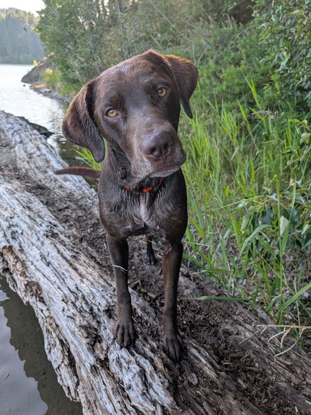 Entry image for Shiloh. Clicking this image will show a larger photo