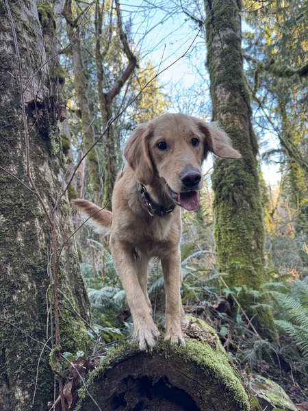 Entry image for Lily. Clicking this image will show a larger photo