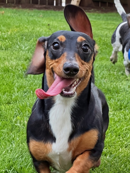 Entry image for Daisy Mae . Clicking this image will show a larger photo