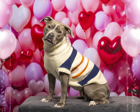 Entry image for Maisey (Binny). Clicking this image will show a larger photo