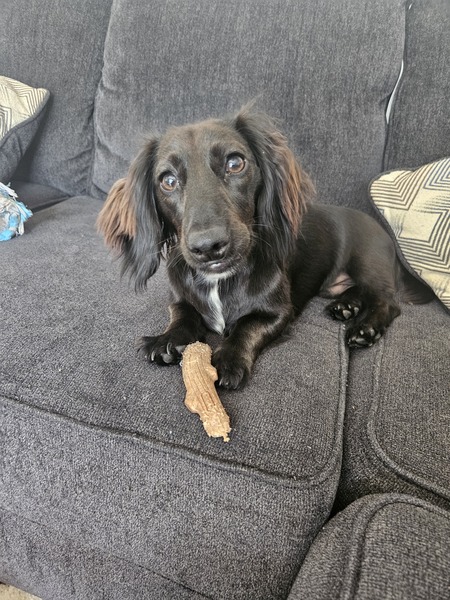 Entry image for Roscoe. Clicking this image will show a larger photo