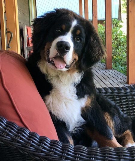 Entry image for Bärli. Clicking this image will show a larger photo