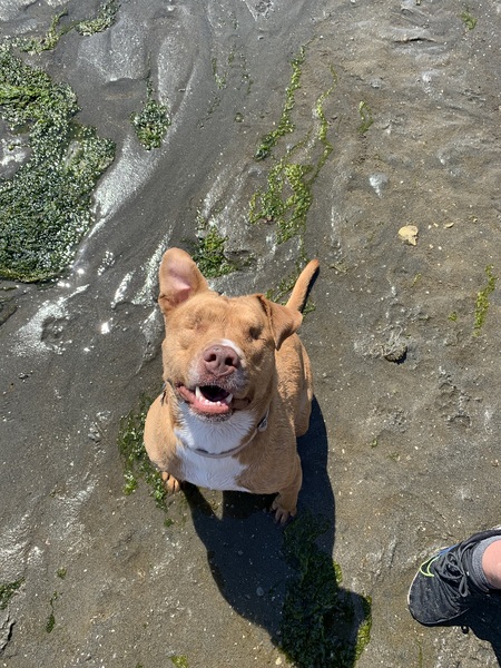 Entry image for Loki. Clicking this image will show a larger photo