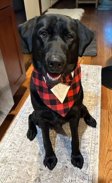 Entry image for Dino. Clicking this image will show a larger photo