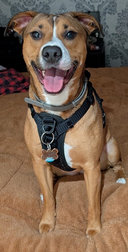 Entry image for Cali. Clicking this image will show a larger photo