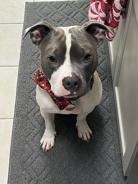 Entry image for Stitch . Clicking this image will show a larger photo