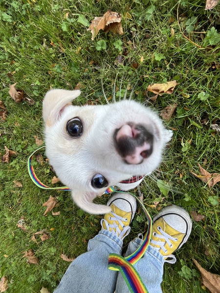 Entry image for Pookie. Clicking this image will show a larger photo