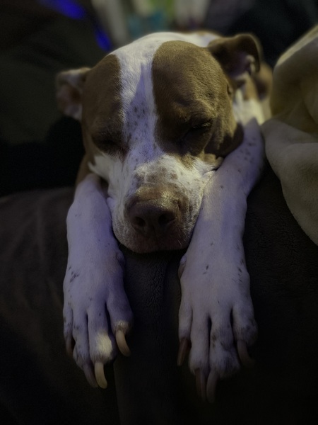 Entry image for Waylon. Clicking this image will show a larger photo