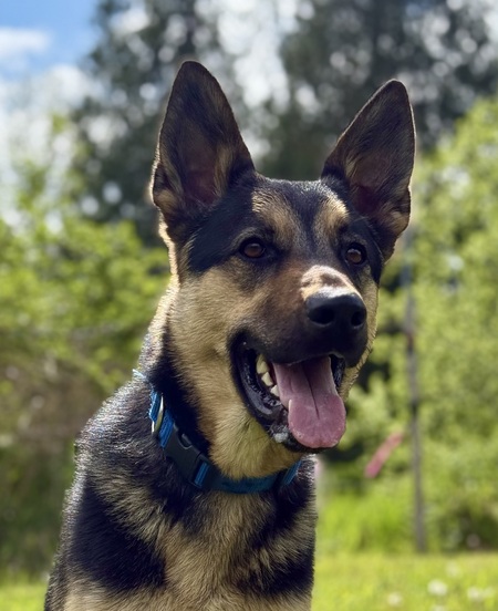 Entry image for Teddy. Clicking this image will show a larger photo