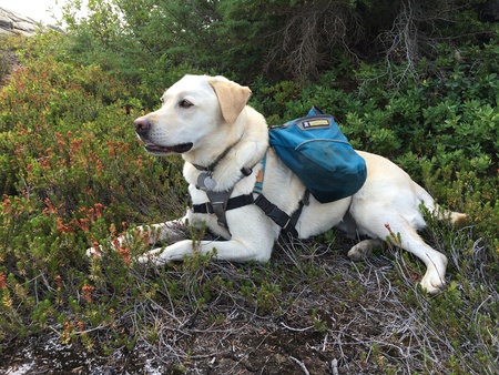 Entry image for Kenzie. Clicking this image will show a larger photo