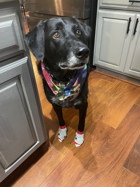 Entry image for Topsy. Clicking this image will show a larger photo