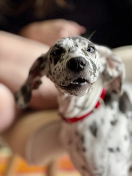 Entry image for Matilda. Clicking this image will show a larger photo