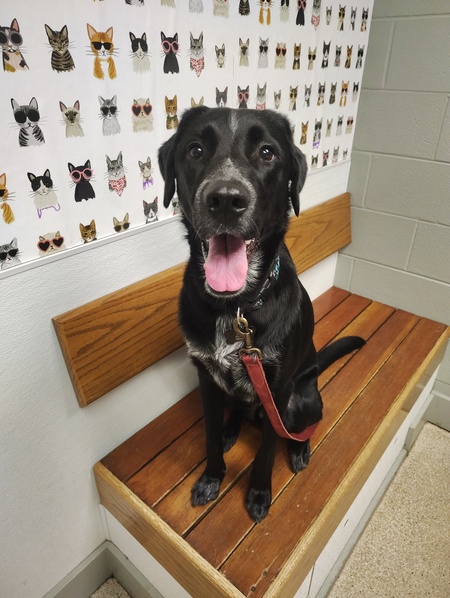 Entry image for Finn. Clicking this image will show a larger photo