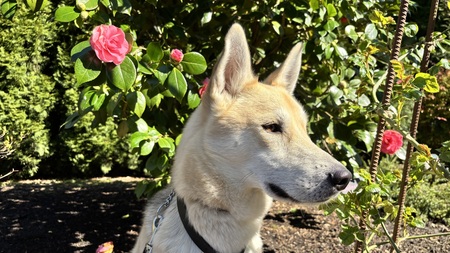 Entry image for Norman. Clicking this image will show a larger photo