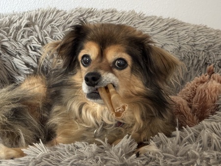 Entry image for Mochi. Clicking this image will show a larger photo