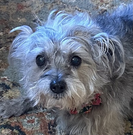 Entry image for Tilly. Clicking this image will show a larger photo