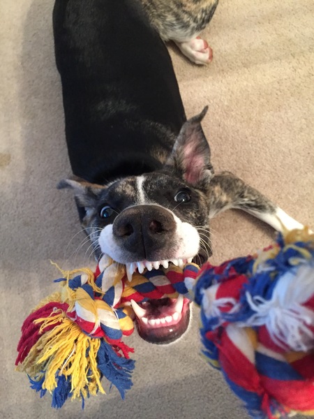 Entry image for Bandit. Clicking this image will show a larger photo