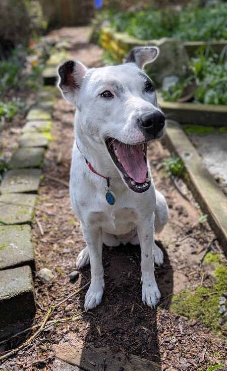 Entry image for Scout . Clicking this image will show a larger photo