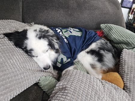 Entry image for Zoey. Clicking this image will show a larger photo