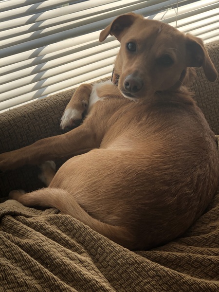 Entry image for Toby. Clicking this image will show a larger photo