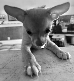 Entry image for Cooper (pre-adoption). Clicking this image will show a larger photo