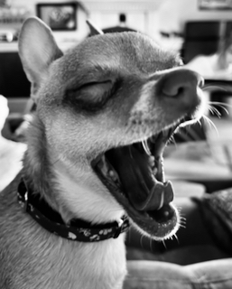 Entry image for Cooper (2yrs). Clicking this image will show a larger photo