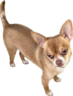 Entry image for Cooper -Sticker. Clicking this image will show a larger photo