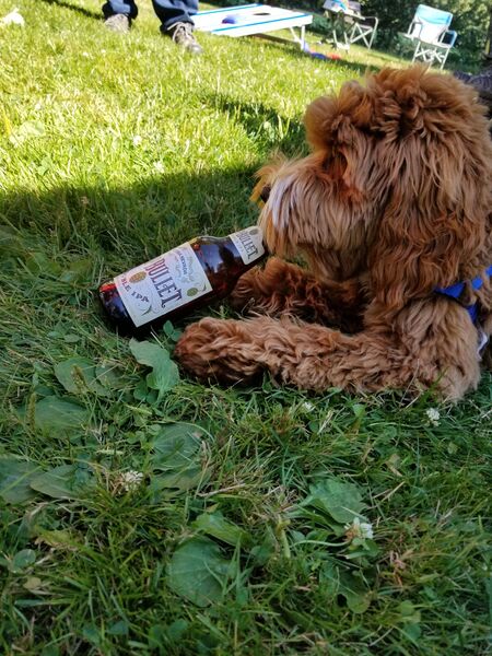 Entry image for Ruby. Clicking this image will show a larger photo