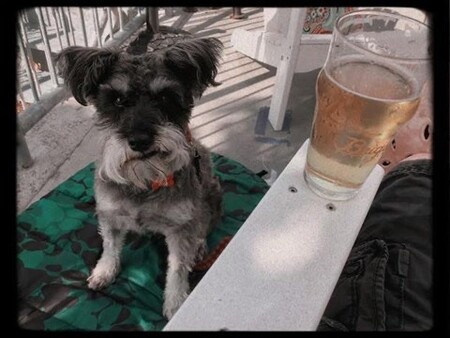 Entry image for Oskar. Clicking this image will show a larger photo