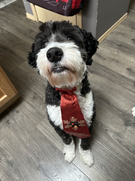 Entry image for Oscar. Clicking this image will show a larger photo