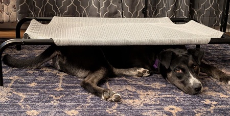 Entry image for Lucy. Clicking this image will show a larger photo