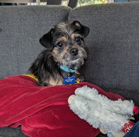 Entry image for Georgie. Clicking this image will show a larger photo